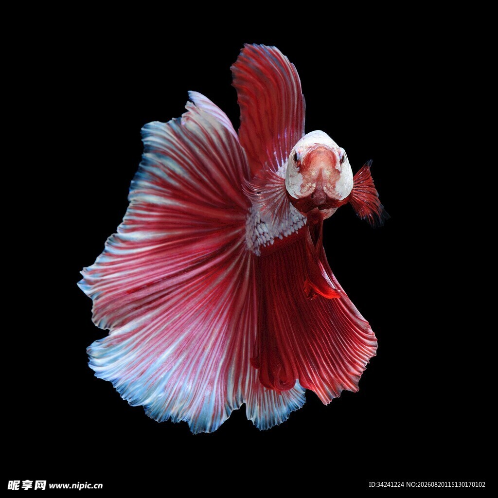 美丽斗鱼展示绚丽鱼鳍