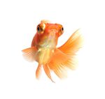优雅金鱼水中灵动精灵
