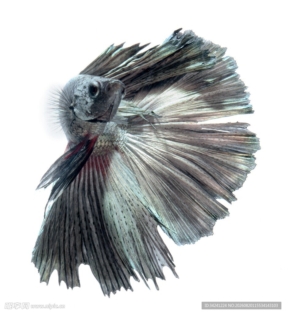 优雅斗鱼绽放绚丽鱼鳍