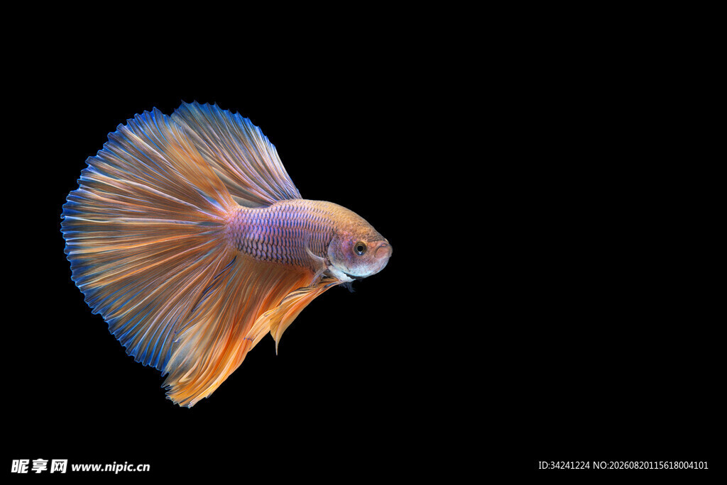 美丽斗鱼展示绚丽鱼鳍