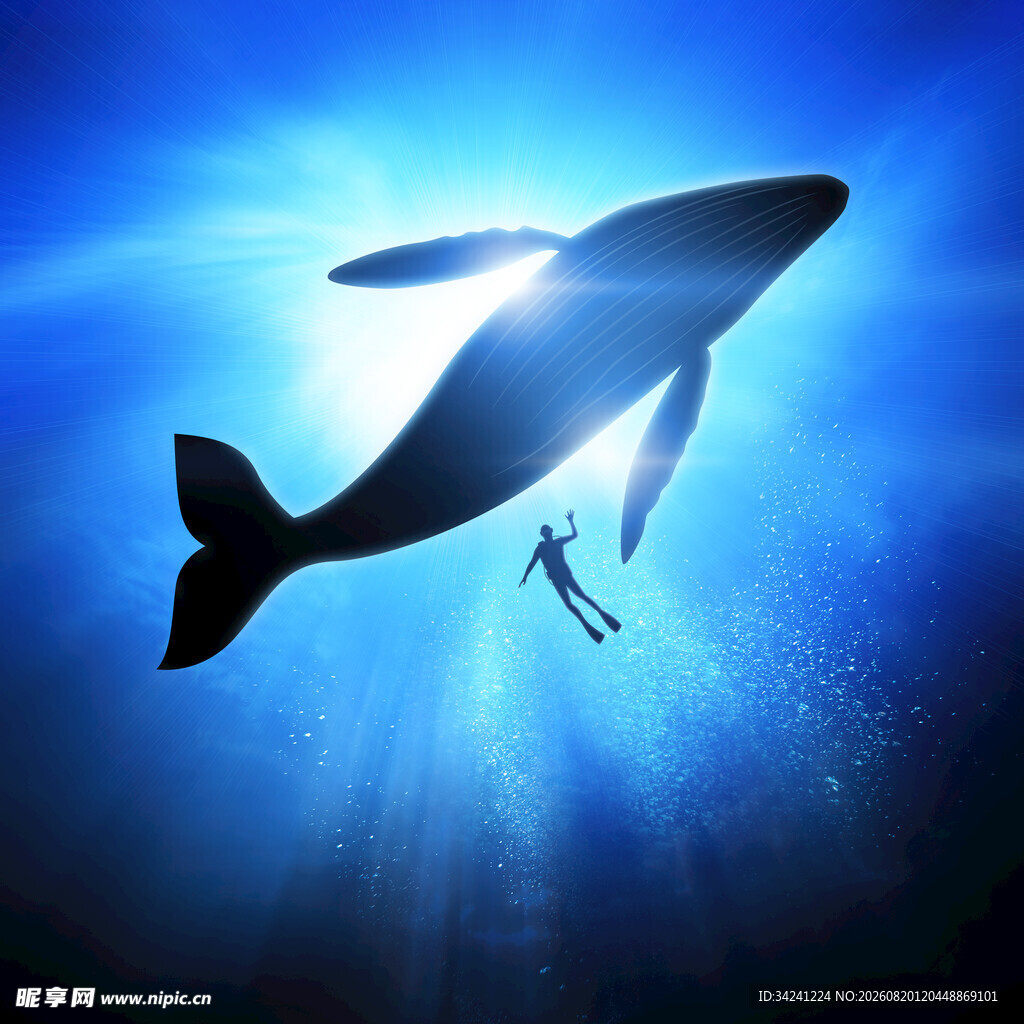 人与鲸鱼的深海梦幻共游
