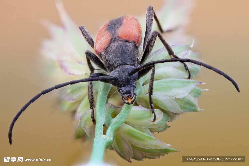 特写长触角昆虫停驻植物上