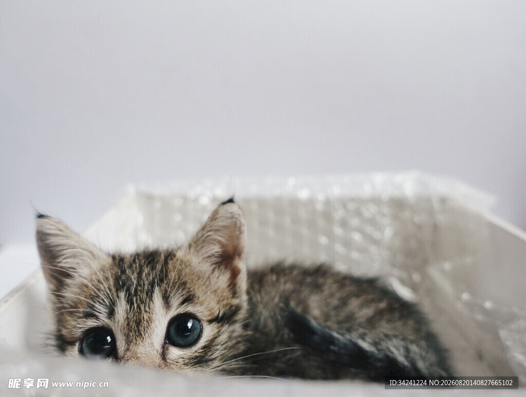 可爱小猫咪躺于柔软处