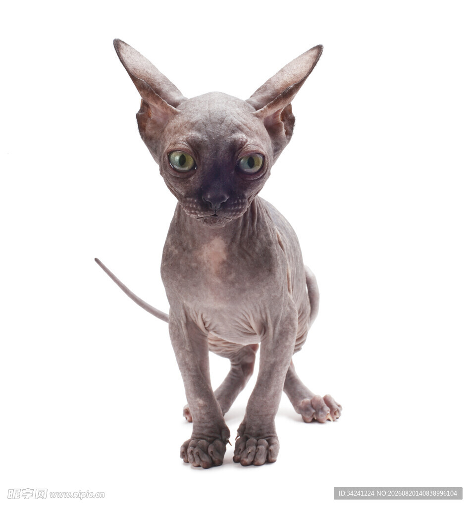 无毛猫特写