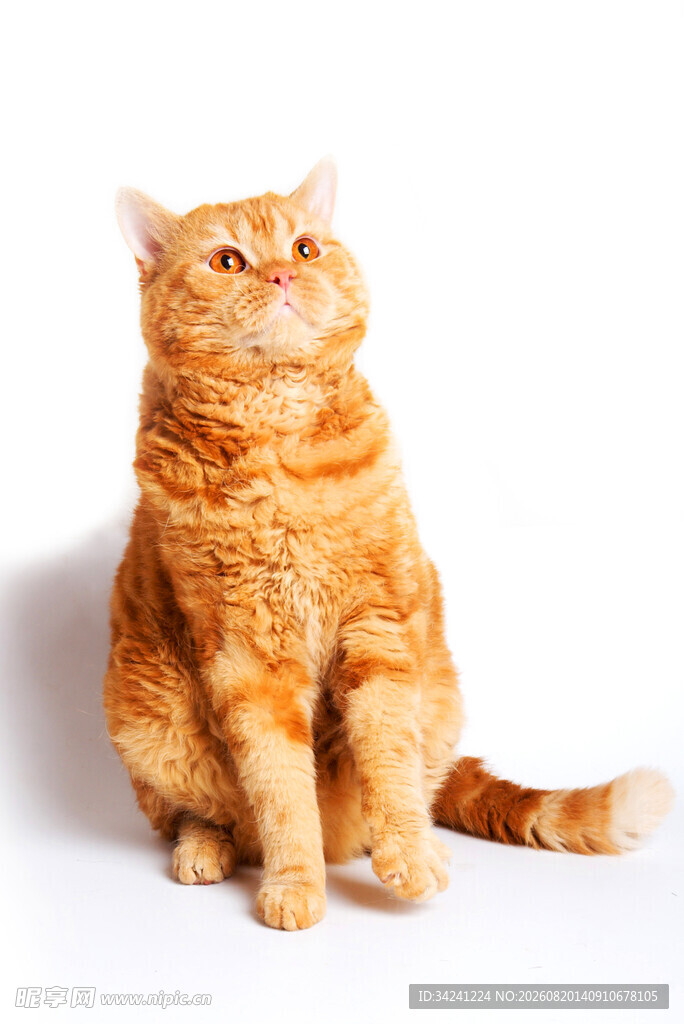 橘猫端坐神情悠然