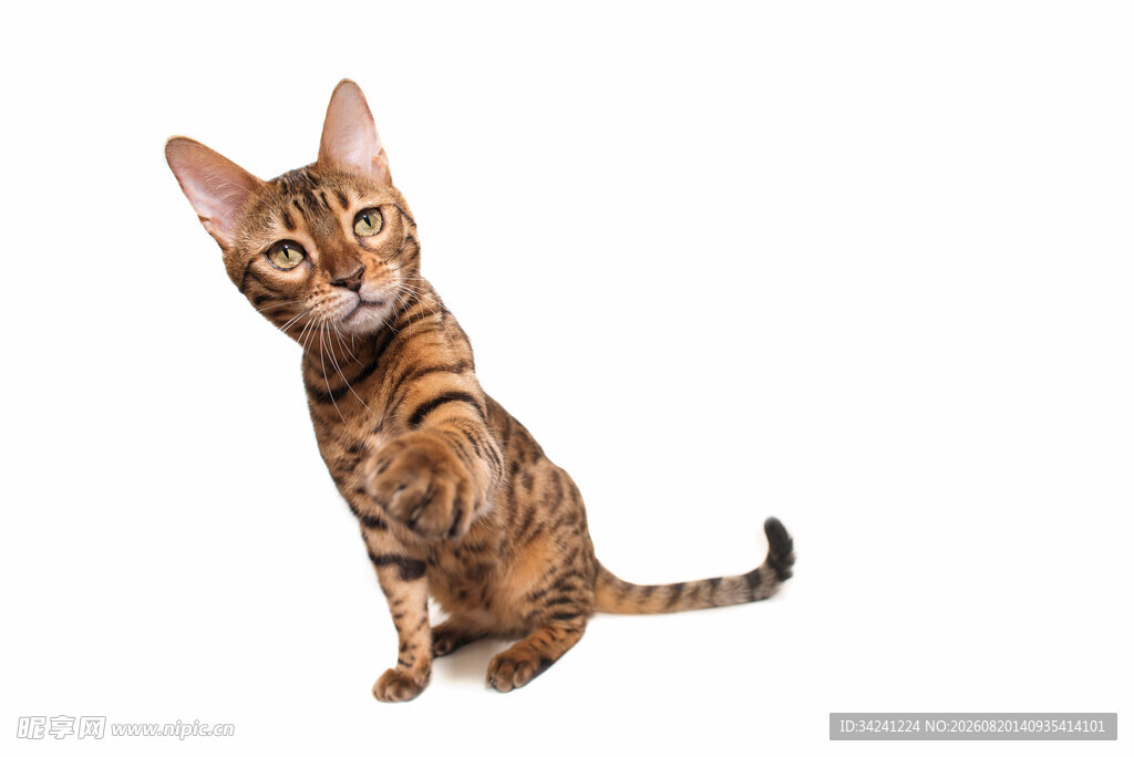 可爱虎斑猫站立卖萌