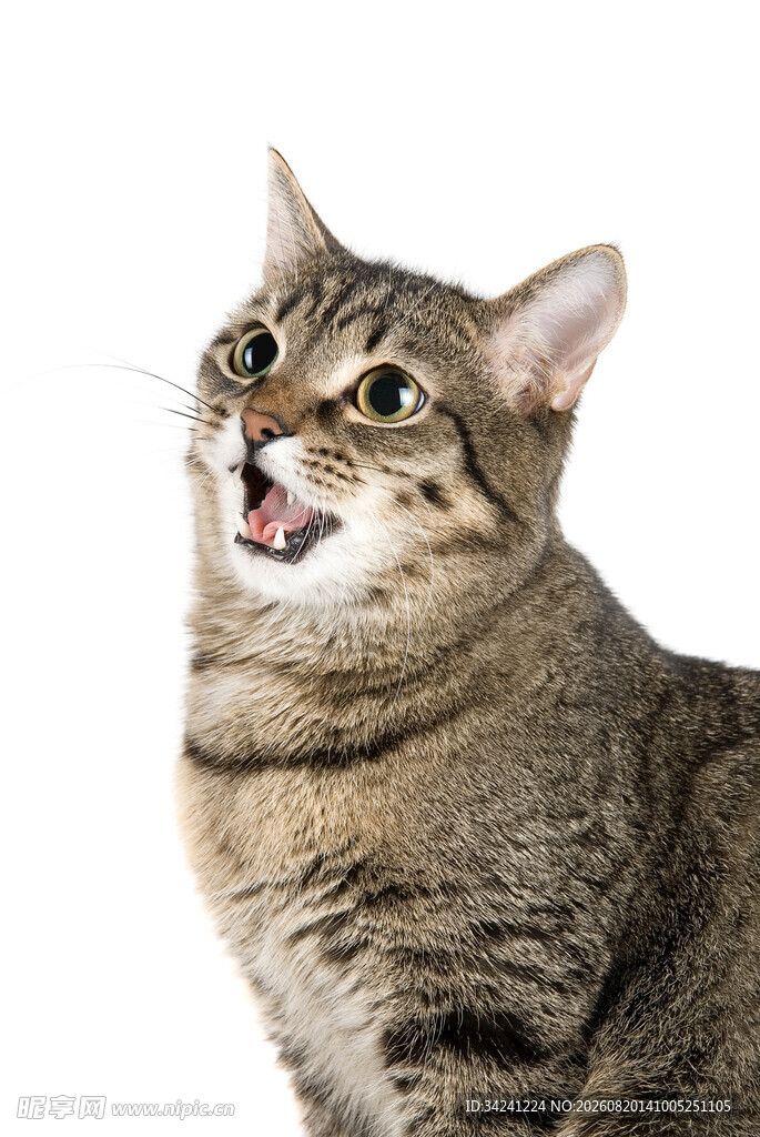 张嘴的可爱条纹猫咪