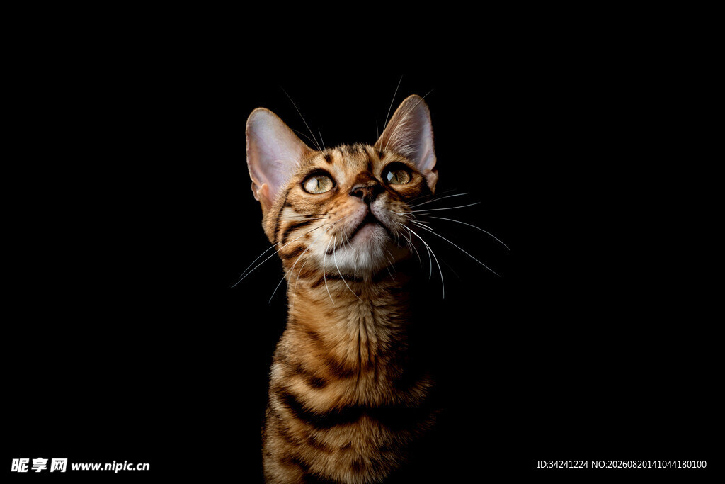 仰望的斑纹猫咪