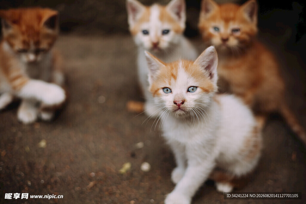 可爱小猫齐聚