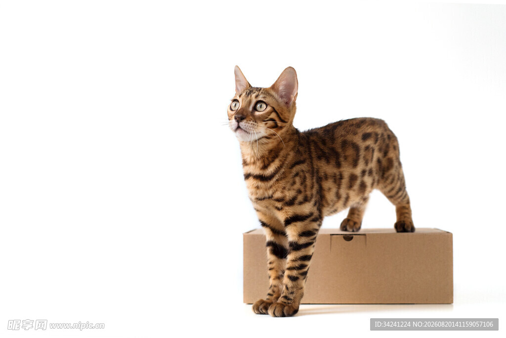 站在纸箱上的斑纹猫咪