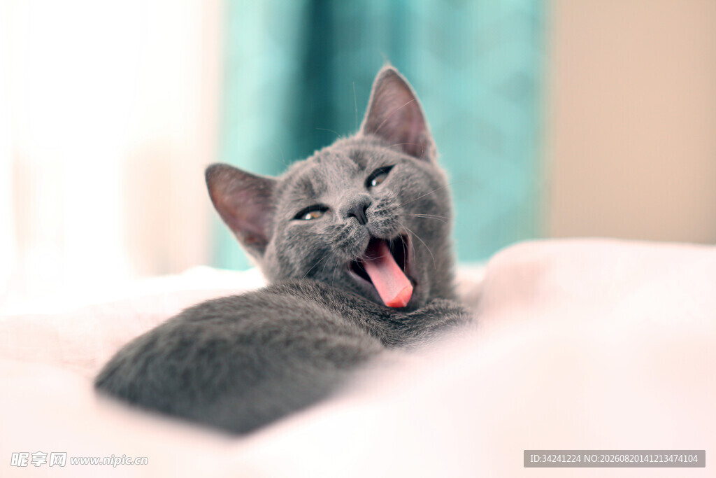 吐舌卖萌的灰色小猫