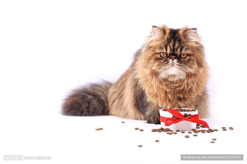 长毛猫与圣诞小物