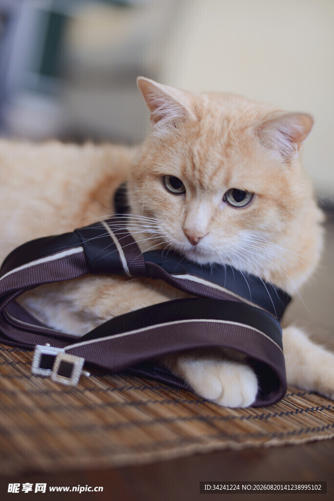 猫咪钻进背包里