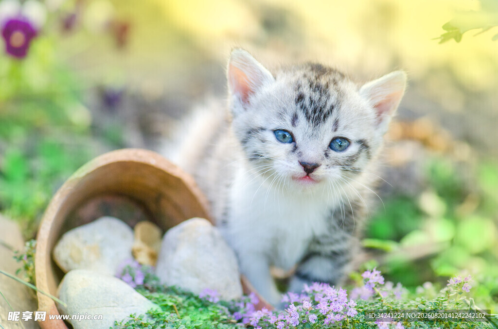 萌小猫与彩蛋置身花丛中