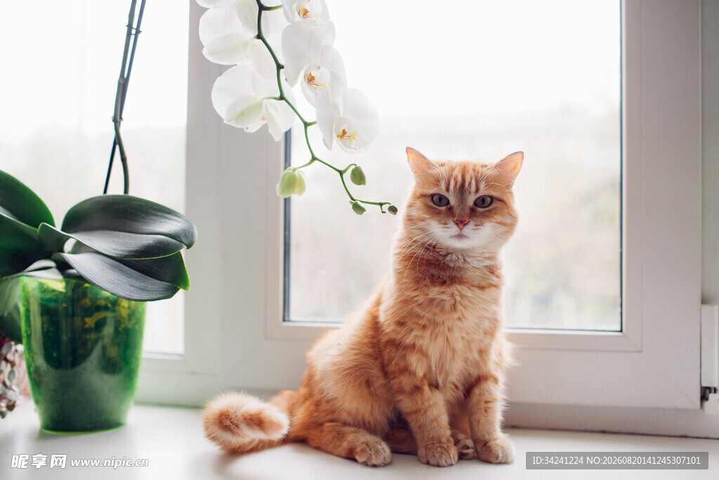 窗边橘猫与绿植相伴