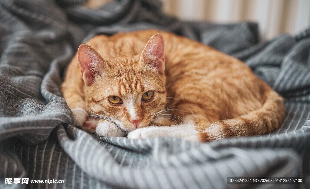 橘猫蜷卧在柔软织物上
