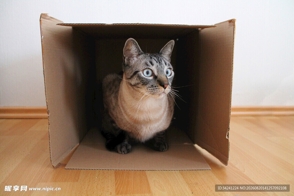 纸箱里的可爱猫咪