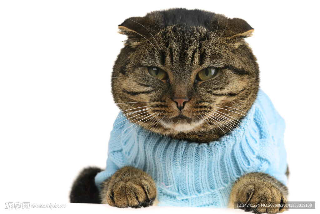 穿蓝毛衣的可爱猫咪