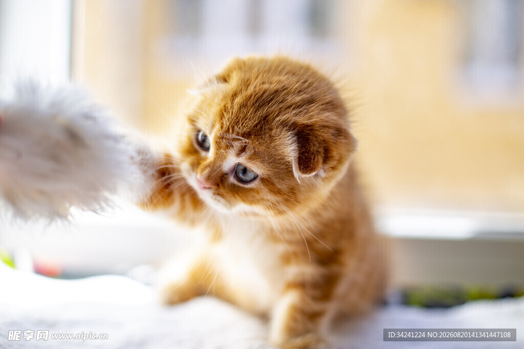 小奶猫好奇玩逗猫棒
