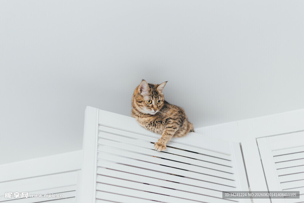 猫咪趴百叶窗上