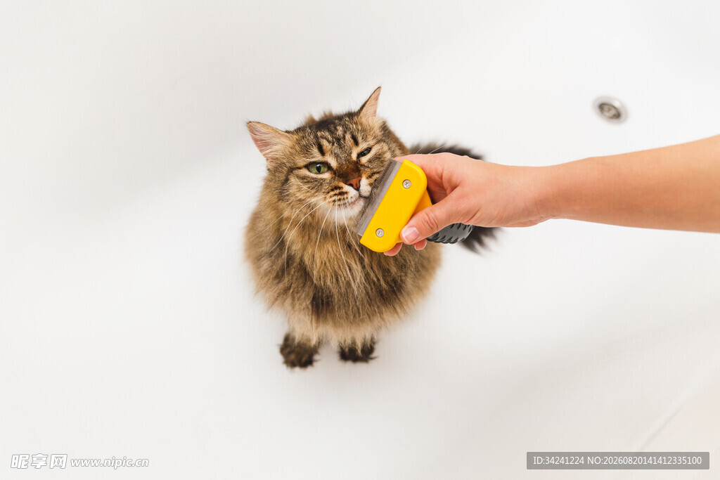 猫咪被喂食黄色物体