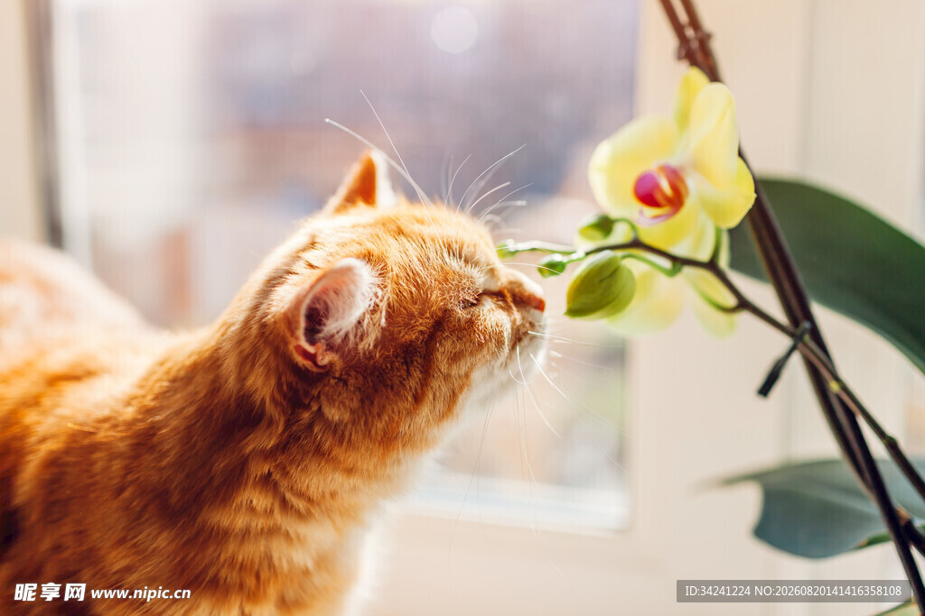 橘猫嗅闻窗边兰花