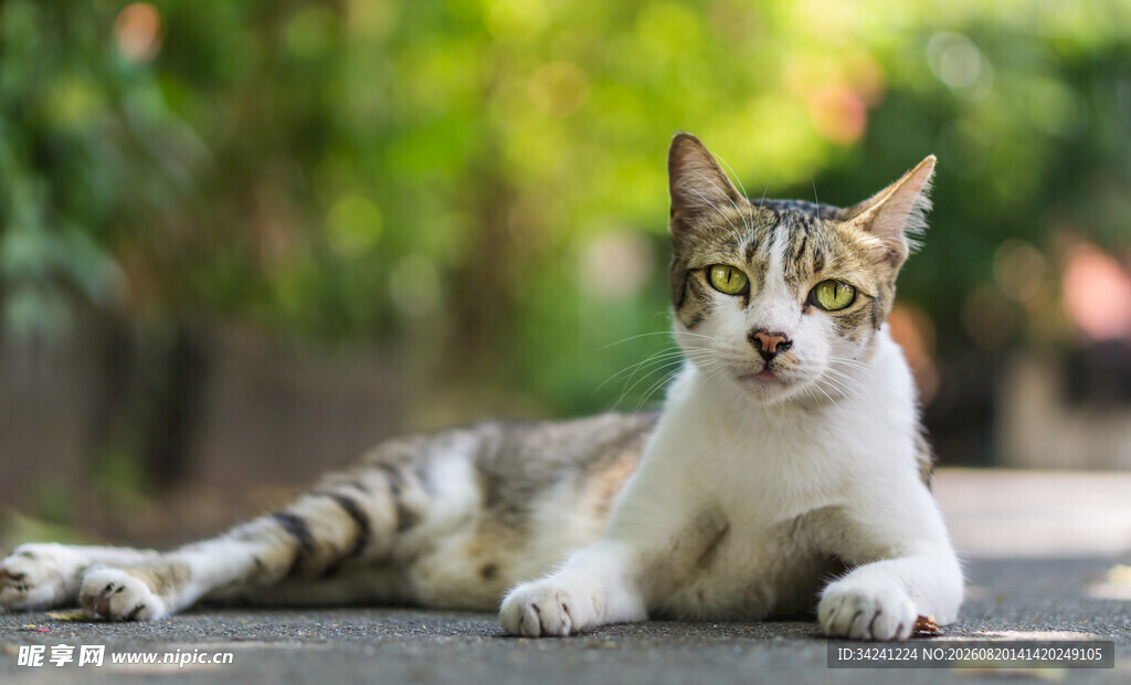 户外休憩的可爱猫咪
