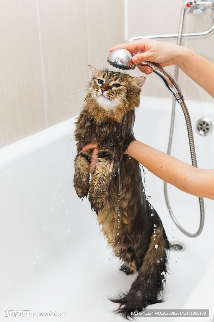 猫咪洗澡时的可爱瞬间
