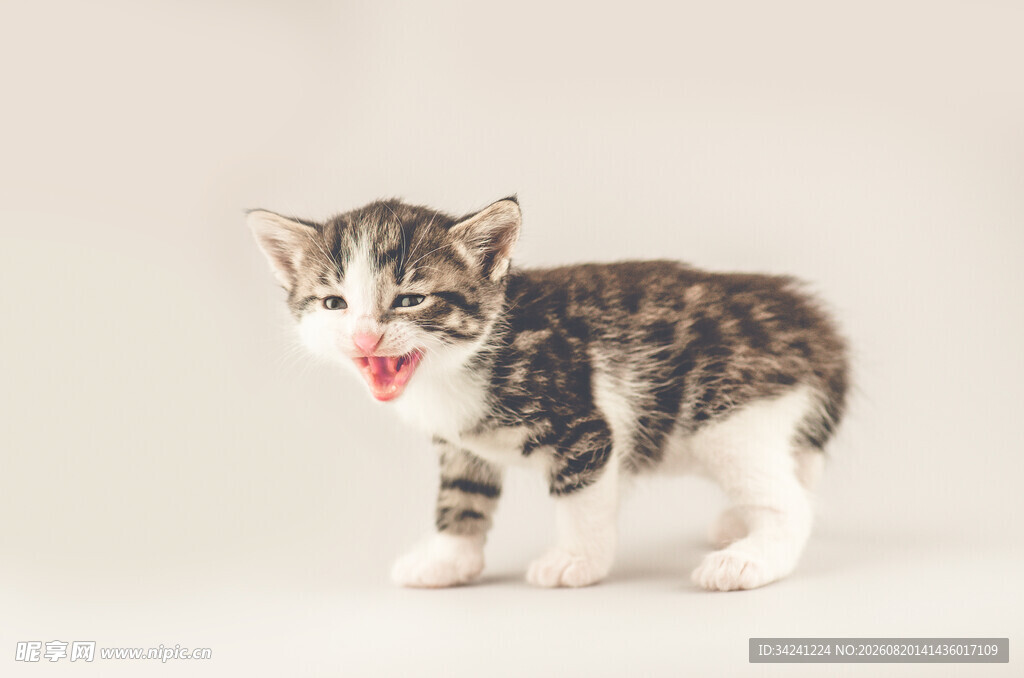 可爱小猫咪张嘴卖萌