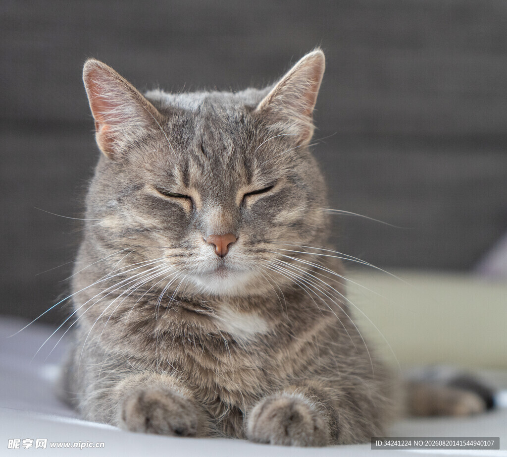 慵懒猫咪惬意趴卧