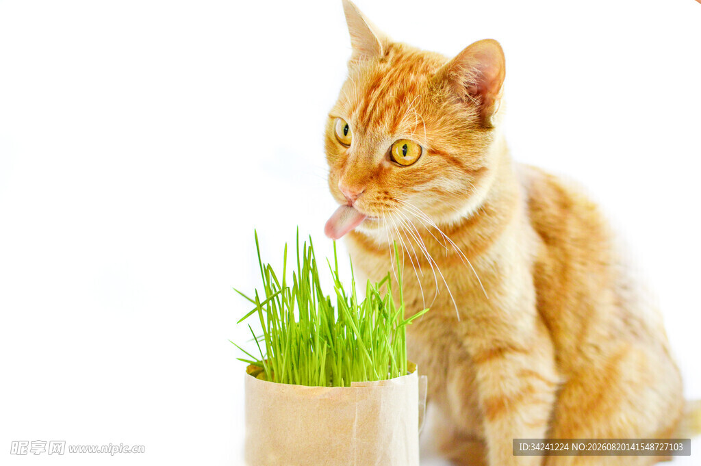 橘猫嗅闻盆栽青草