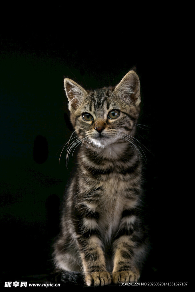 可爱虎斑小猫端坐