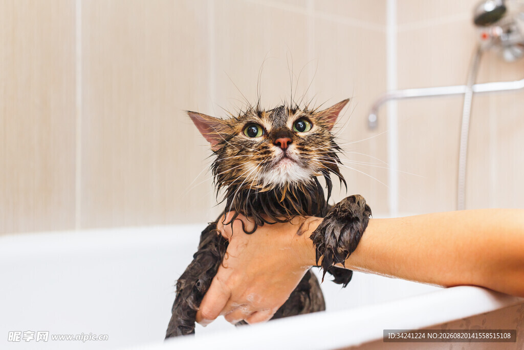 猫咪洗澡时的抗拒瞬间