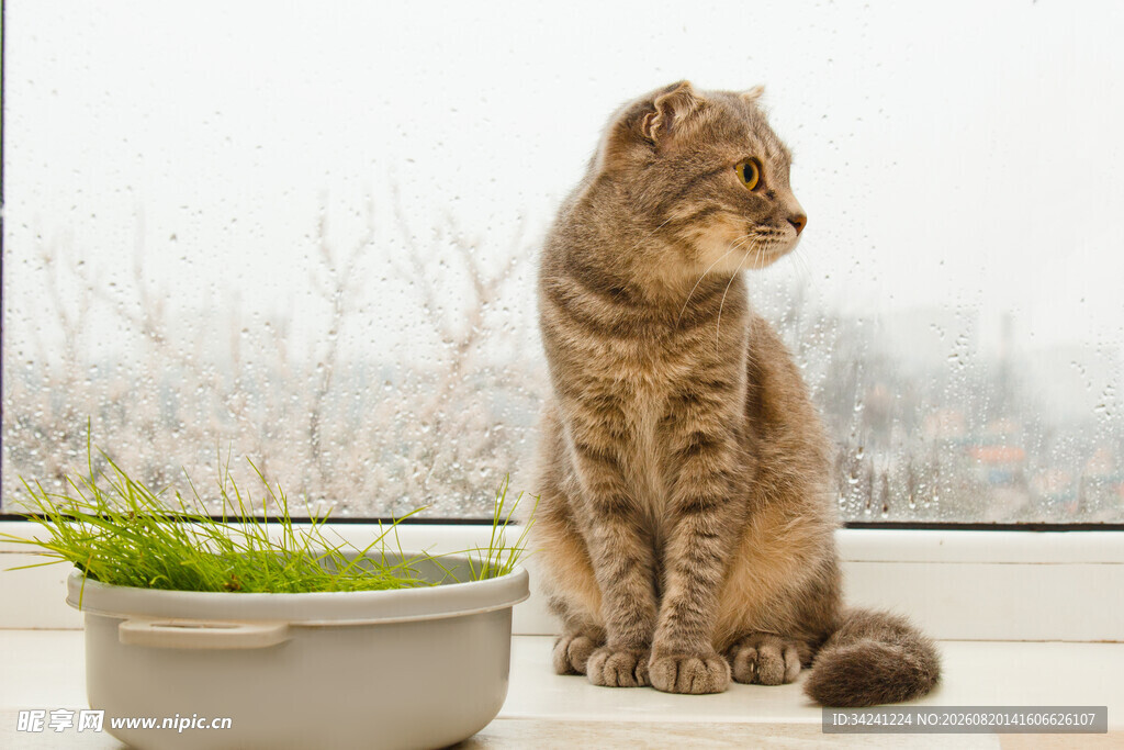 窗边猫咪与绿植