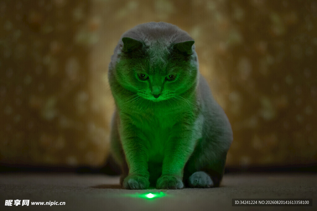 绿光下的专注猫咪