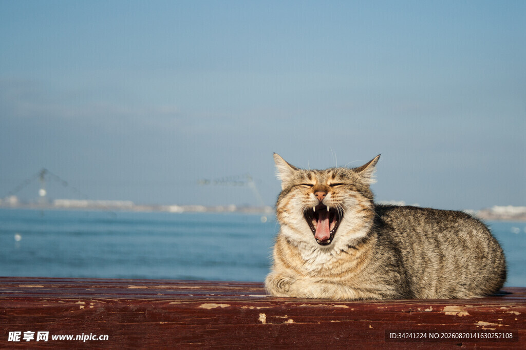 海边露齿笑的可爱猫咪