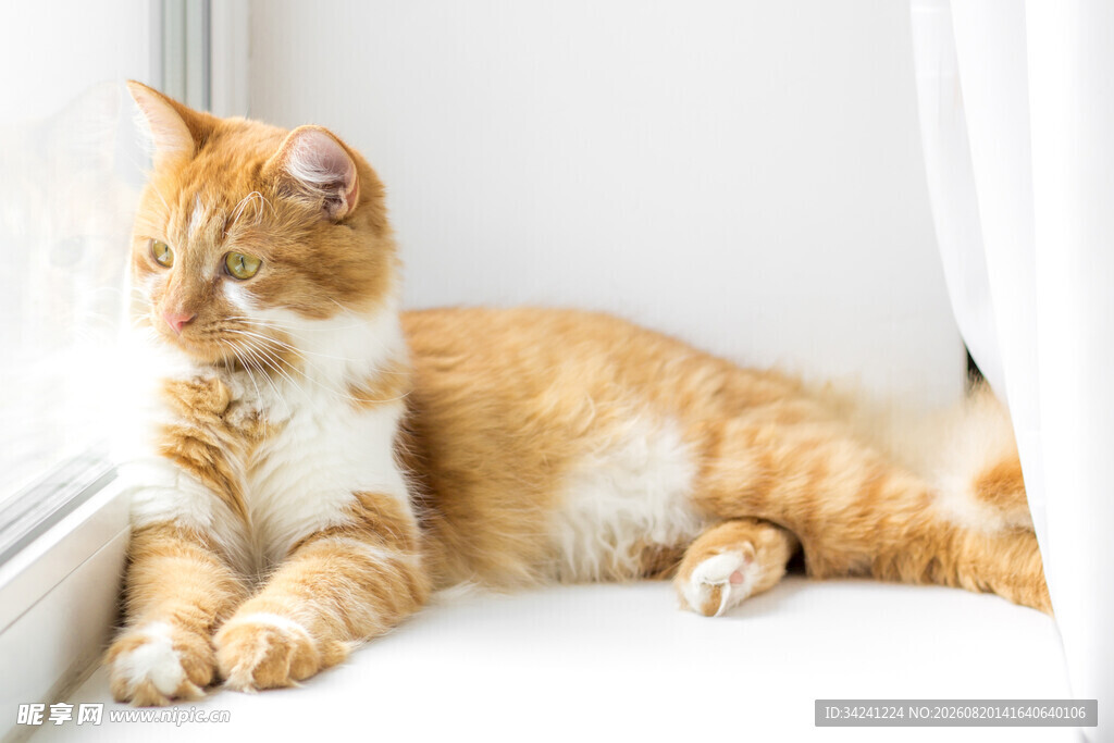 橘猫慵懒躺卧在沙发角落