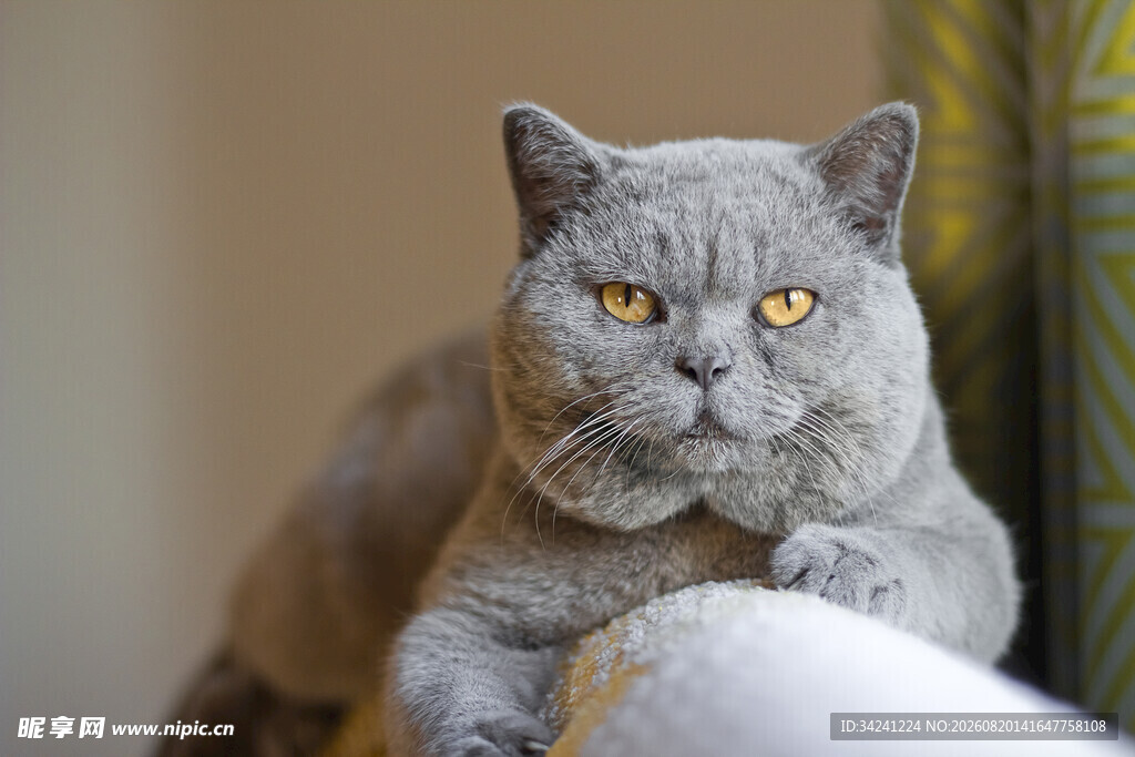 灰胖猫咪慵懒姿态