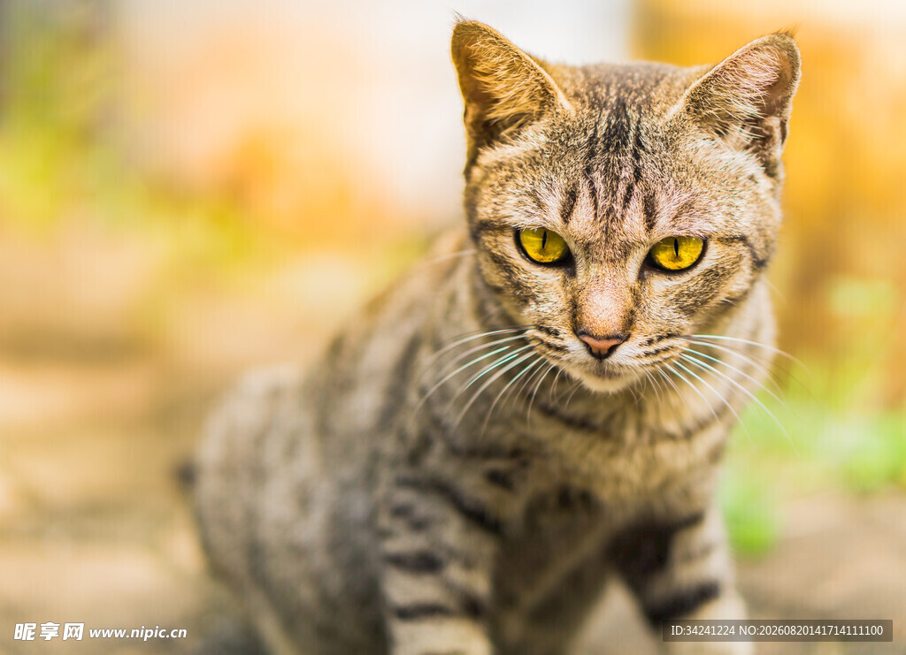 户外蹲坐的斑纹猫咪