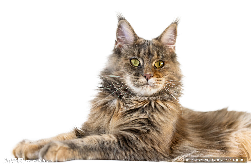 缅因猫优雅趴卧