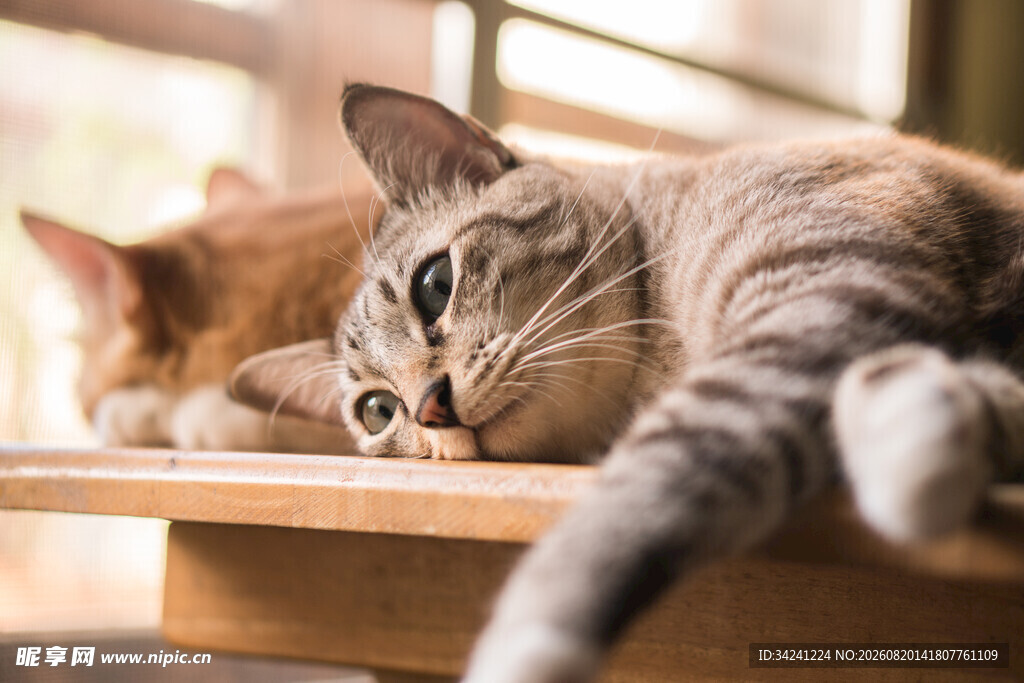 慵懒猫咪趴桌惬意模样
