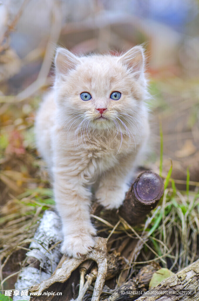 可爱小奶猫于草地树枝间