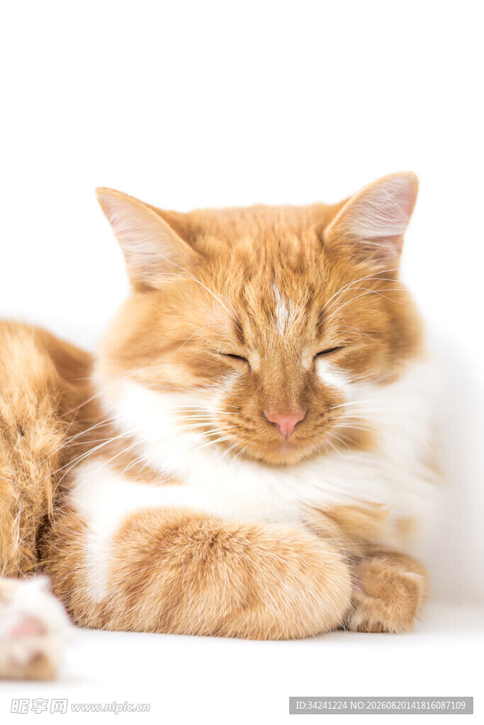 橘猫惬意躺卧