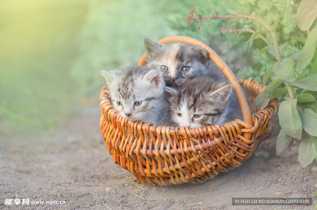 篮子里的可爱猫咪