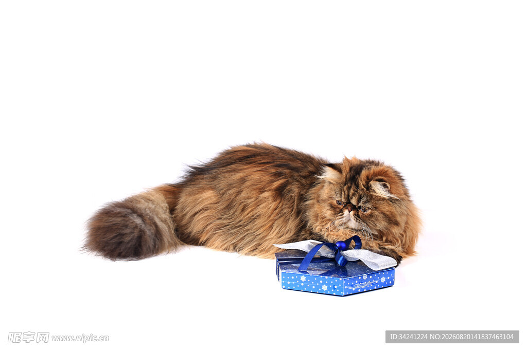 长毛猫专注进食蓝色碗食物