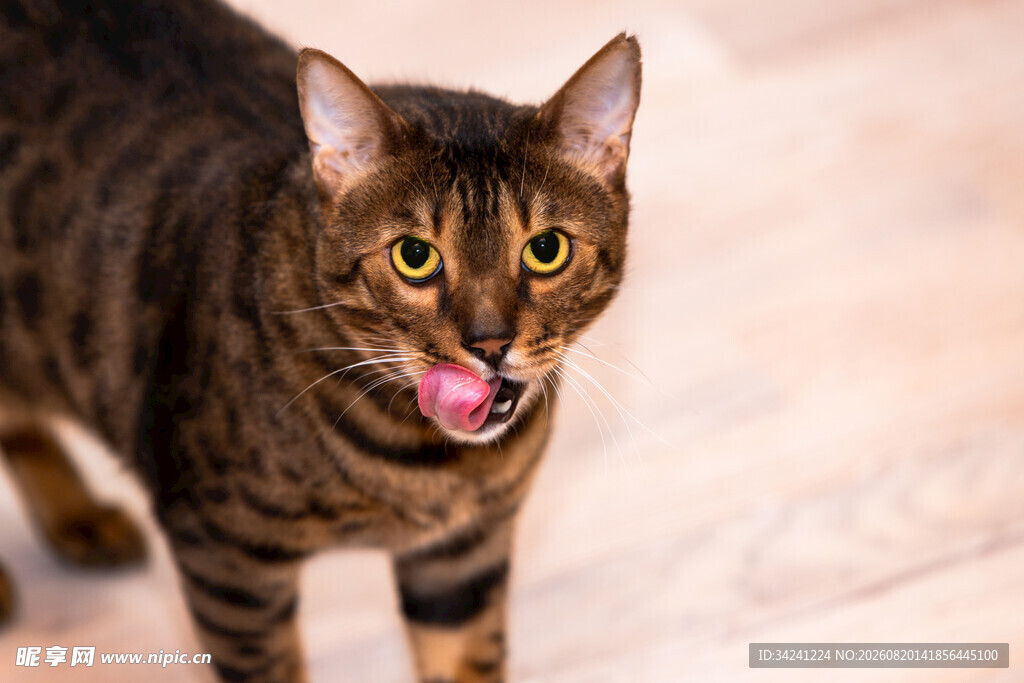 吐舌的斑纹猫咪