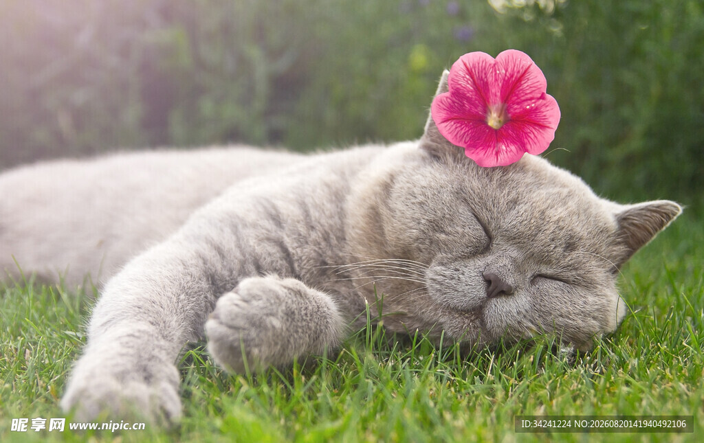 草地上戴花安睡的猫咪