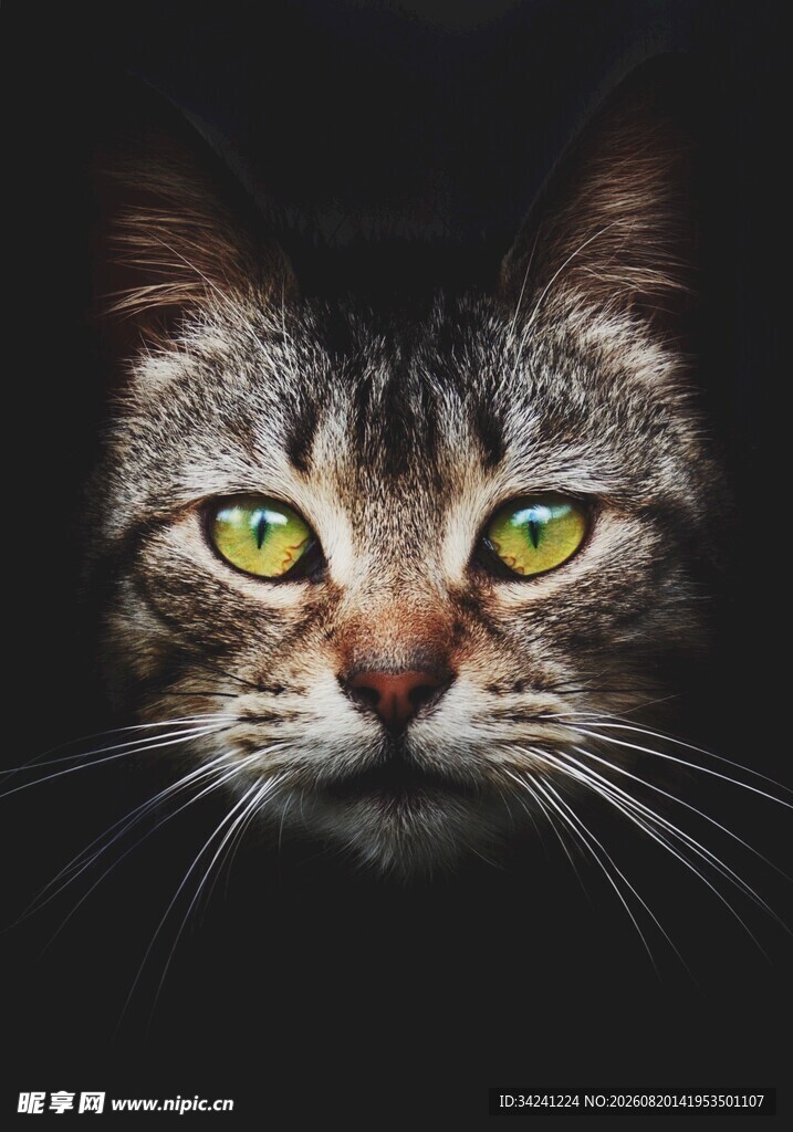 绿眼斑纹猫的神秘凝视