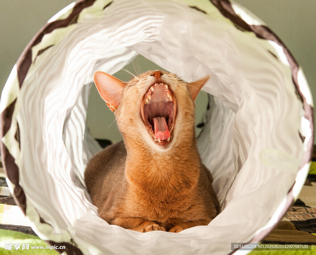 猫咪在隧道中打哈欠
