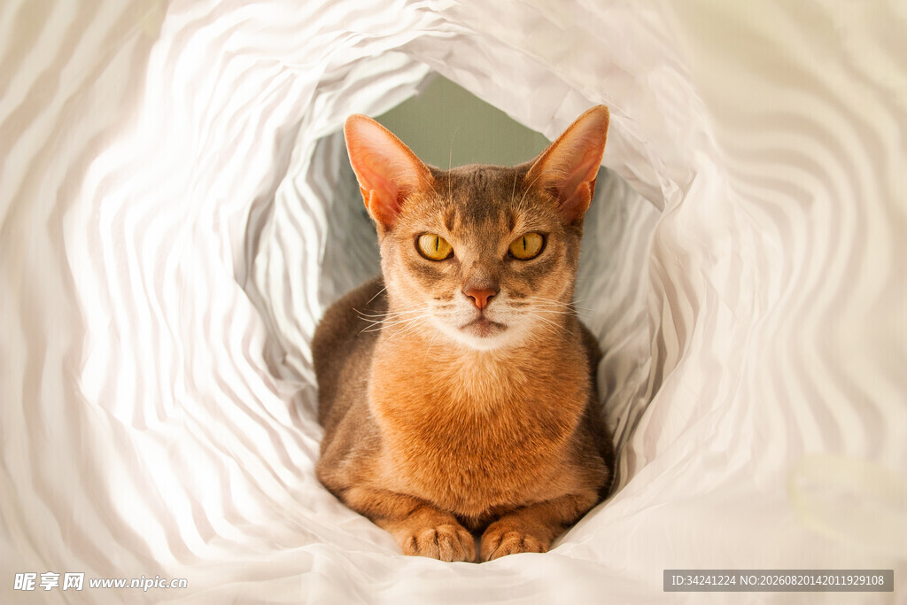 阿比西尼亚猫躲在纸筒中